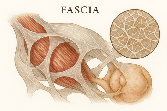 Fascia - Divin Massage